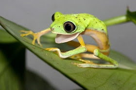 Funny Cute Little Frogs