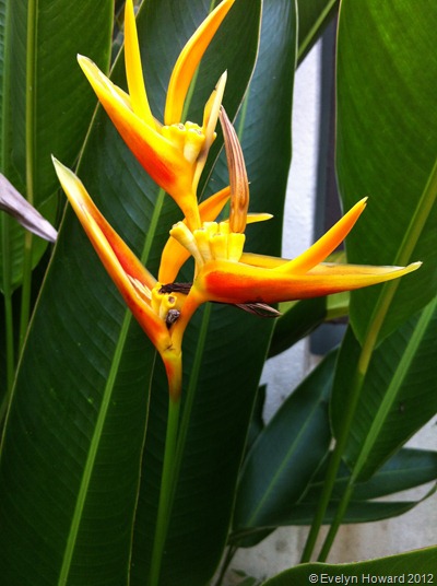 Birds of Paradise