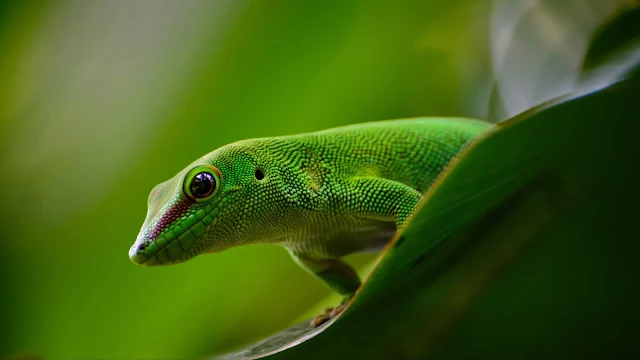 Lagartixa, Lagarto, Réptil, Verde