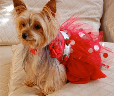 Crimson Princess Red Dog Party Dress