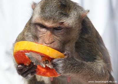 funny_picture_funny_monkey_eating_water-melon_vandanasanju.blogspot.com