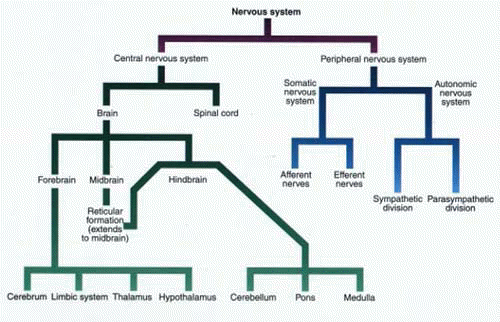 somatic nervous system. PNS is divided into somatic