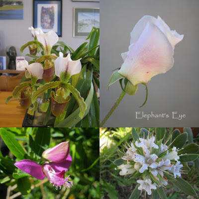 Slipper orchid, rose Septemberbossie, Lobostemon