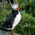 CUTE BIRDS PICTURES-FUNNY BIRDS IMAGES CUTE BIRDS IMAGES-CUTE BIRDS PHOTOS BIRDS CARDS PHOTOS-POPULAR BIRDS CUTE BIRDS BOOKMARK-BIRDS IMAGES CUTE BIRDS PET-PICTURES STRANGE BIRDS VISUALIZE CUTE BIRDS-FUNNY BIRDS ANIMALS CUTE BIRDS PICTURES WALLPAPER-FUNNY BIRDS VIDEOS CUTE BIRDS WALLPAPER-BIRDS PICTURES AND NAMES BMARRON CUTE BIRDS-CUTE BIRD PICTURES