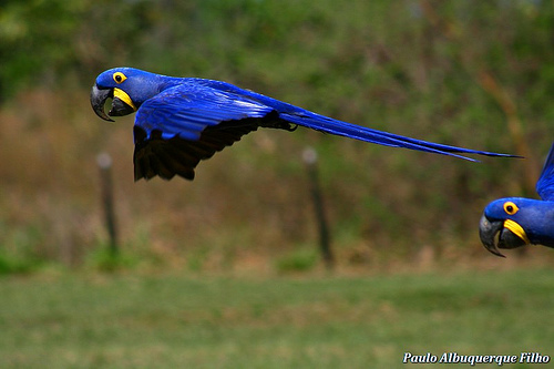 Aara Azul - Anodorhynchus hyacinthinus 