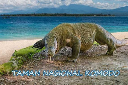 10 Alasan Mengunjungi Taman Nasional Komodo Yang Megah