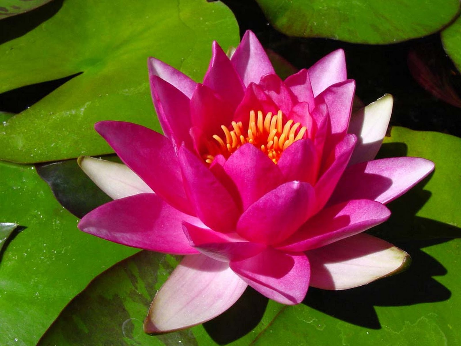 Water Lily - High Quality Wallpapers