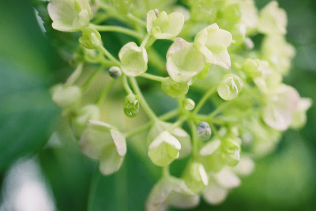 waterdrop on white hydrangea