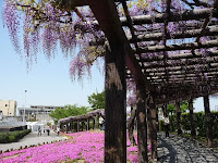 鳥羽水環境保全センターのフジ棚の回廊と芝桜