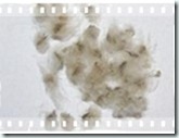 Anemone multifida