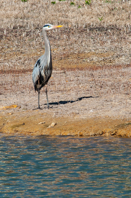 Great Blue Heron, Colleyville Nature Center