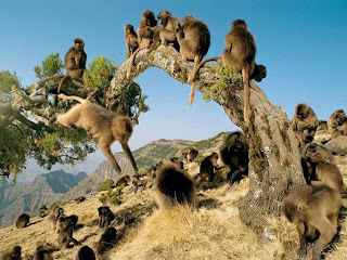 Kumpulan Foto Monyet