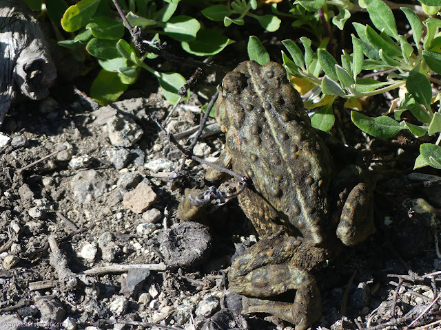 western toad