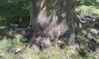 Chestnut Butress