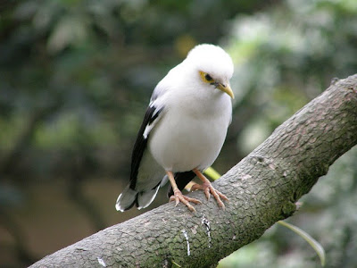 Burung Jalak Putih