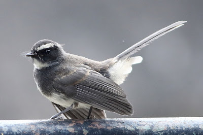 "Spot-breasted Fantail, sitting on electric cable."