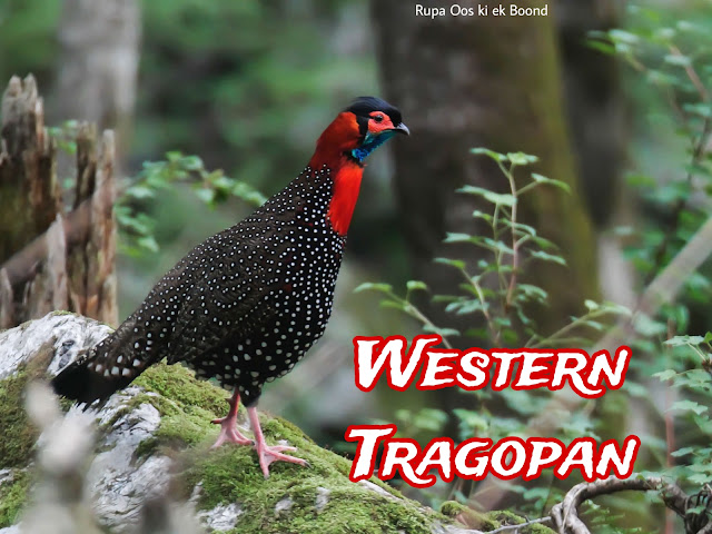 हिमाचल प्रदेश का राज्य पक्षी (State Bird of Himachal Pradesh) ||  जुजुराना (Tragopan melanocephalus)(WesternTragopan) ||