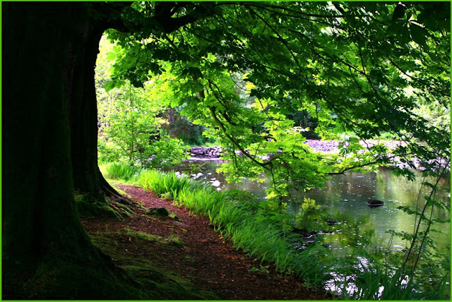 summer green in Oughterard Shrubbery© Annie Japaud 2013, photography, blog, Oughterard, Galway, Ireland  