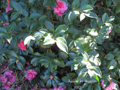 Annieinaustin, Camellia shishi gashira