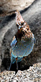 Mount San Jacinto State Park blue bird (c) David Ocker
