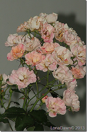 Bonica_Roses