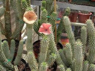 Hoodia gordonii