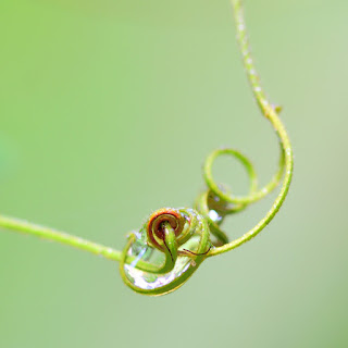 closeup of tendril swirls and knots with water drops