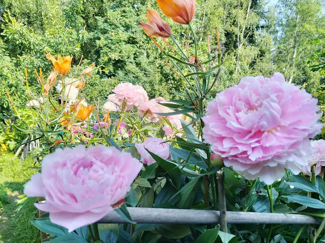 14.7.2025 pionit kukkivat 10ttä päivää kohopenkissä Pihapuutarhuri Tampere talonmiespalvelu@gmail.com tilaa sinäkin itsellesi kuva4