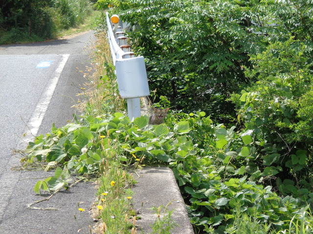 県道305号線の大山佐摩線沿いに猫がいました