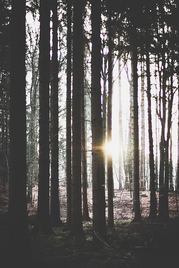 Mehr Achtsamkeit, weniger Stress, mehr Gelassenheit. Momente im Wald. titatoni.de