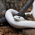 हिमाचल में दिखा सफेद रंग का खूबसूरत कोबरा, भारत के सबसे खतरनाक सांपों में होती है इसकी गिनती 