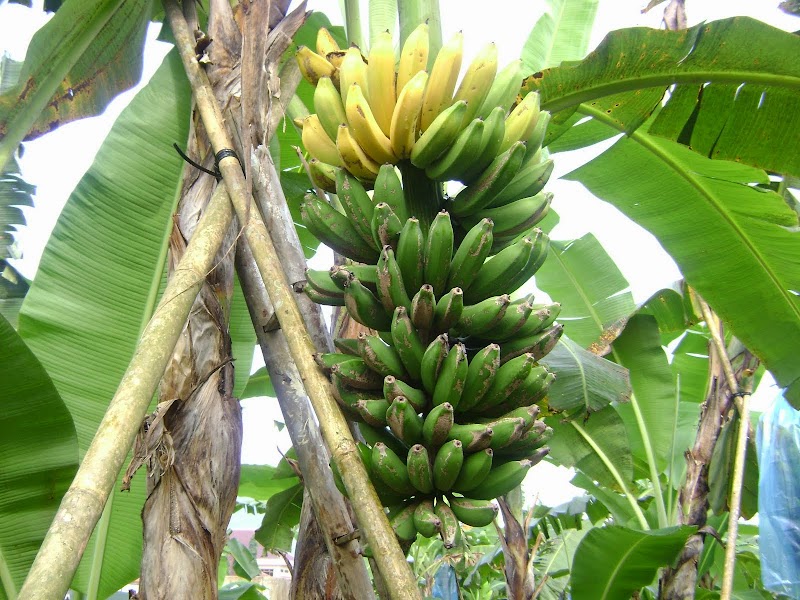 Gokil Abis Gambar Pohon Pisang Uli, Gambar Pohon