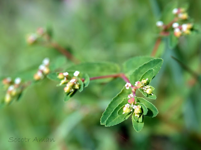 Euphorbia nutans