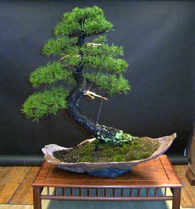 Sakura Bonsai on Publicado Por Sandora En 13 21 1 Comentario