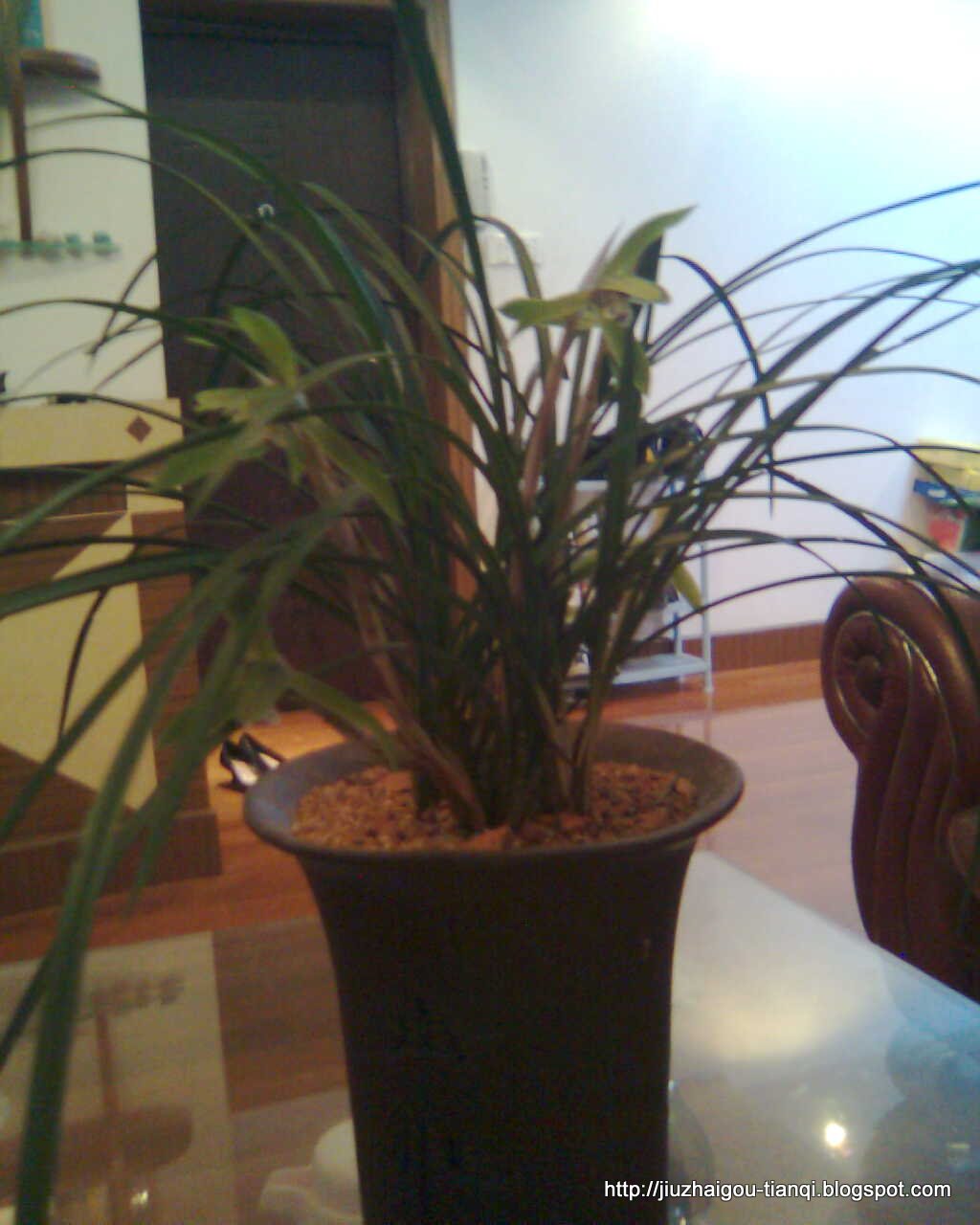 兰花 花:lanhua-09020112165065