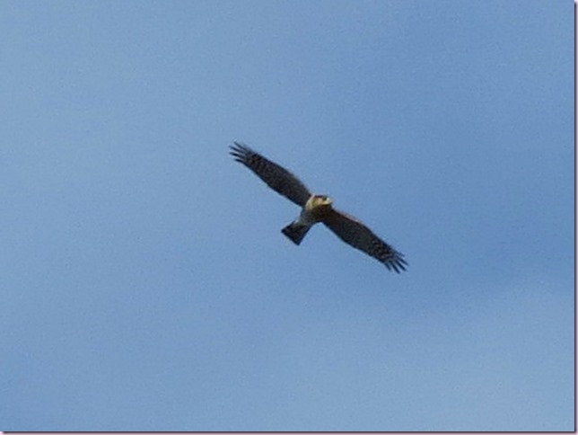 owlIMG_0262