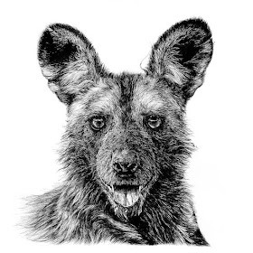 02-African-wild-dog-Animals-and-Nature-Drawings-Kristin-Frost