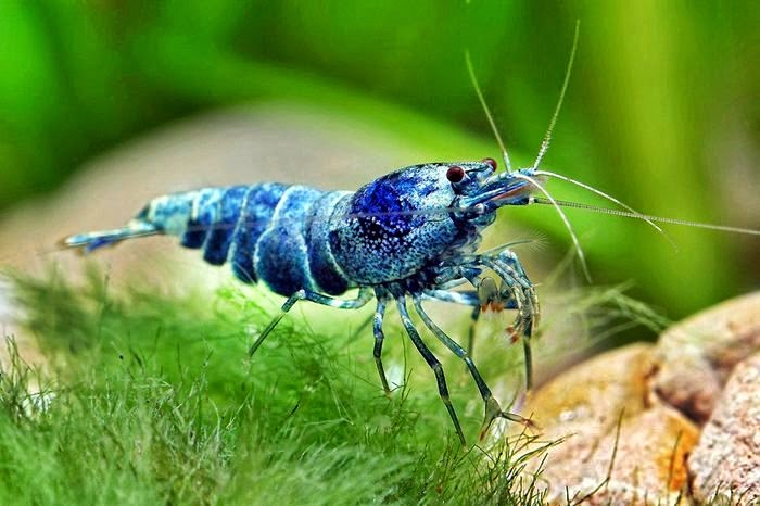  Mengapa Udang Punya Antena? Ini Jawaban Ilmiahnya