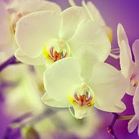 Orchids White & Purple