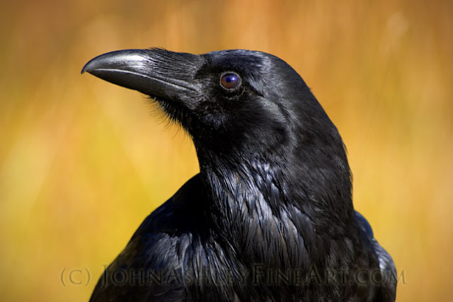 Curious Raven (c) John Ashley