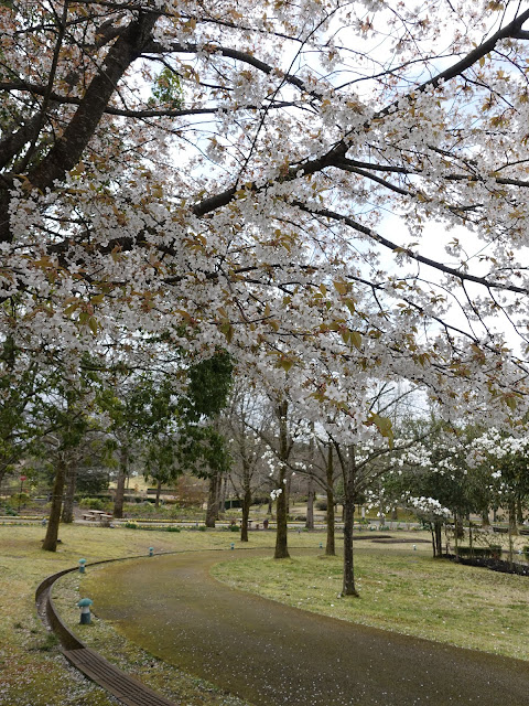 とっとり花回廊　ソメイヨシノ桜