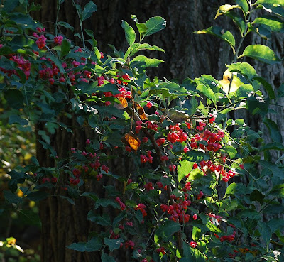 Euonymus europaeus