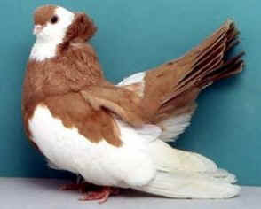 Koros Tumbler Pigeon