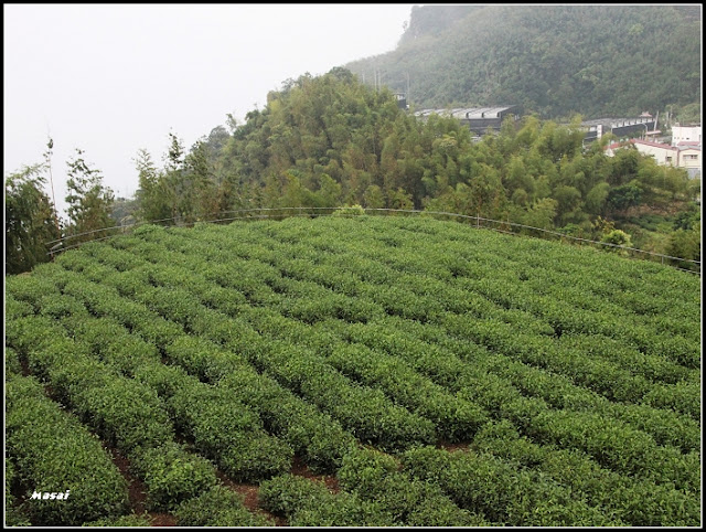 嘉義大凍山露營.賞茶