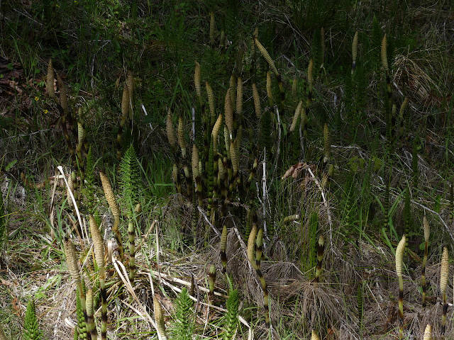 horsetails with spore generating thingies