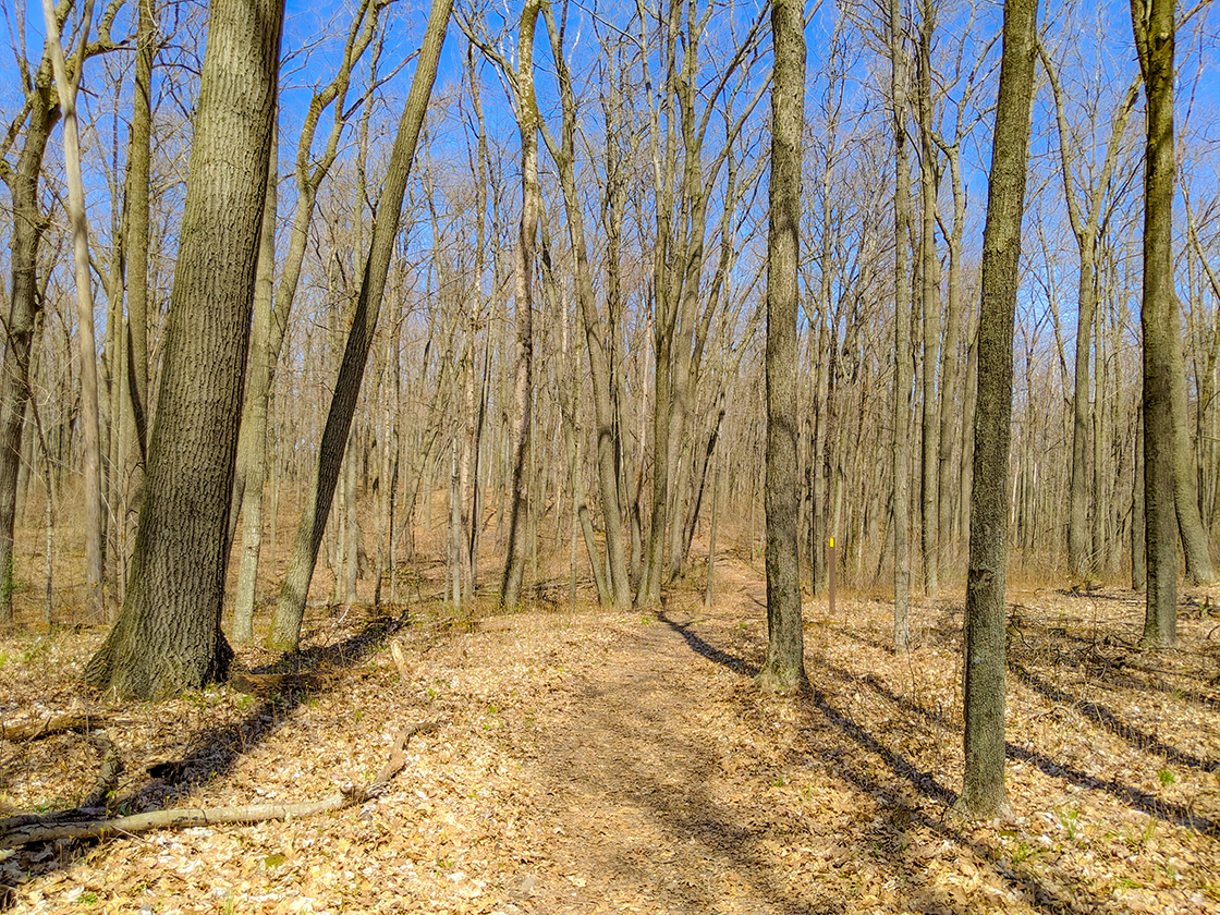 trail through hilly terrain with bare trees