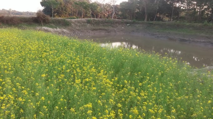 Mustard Plant