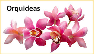 orquideas