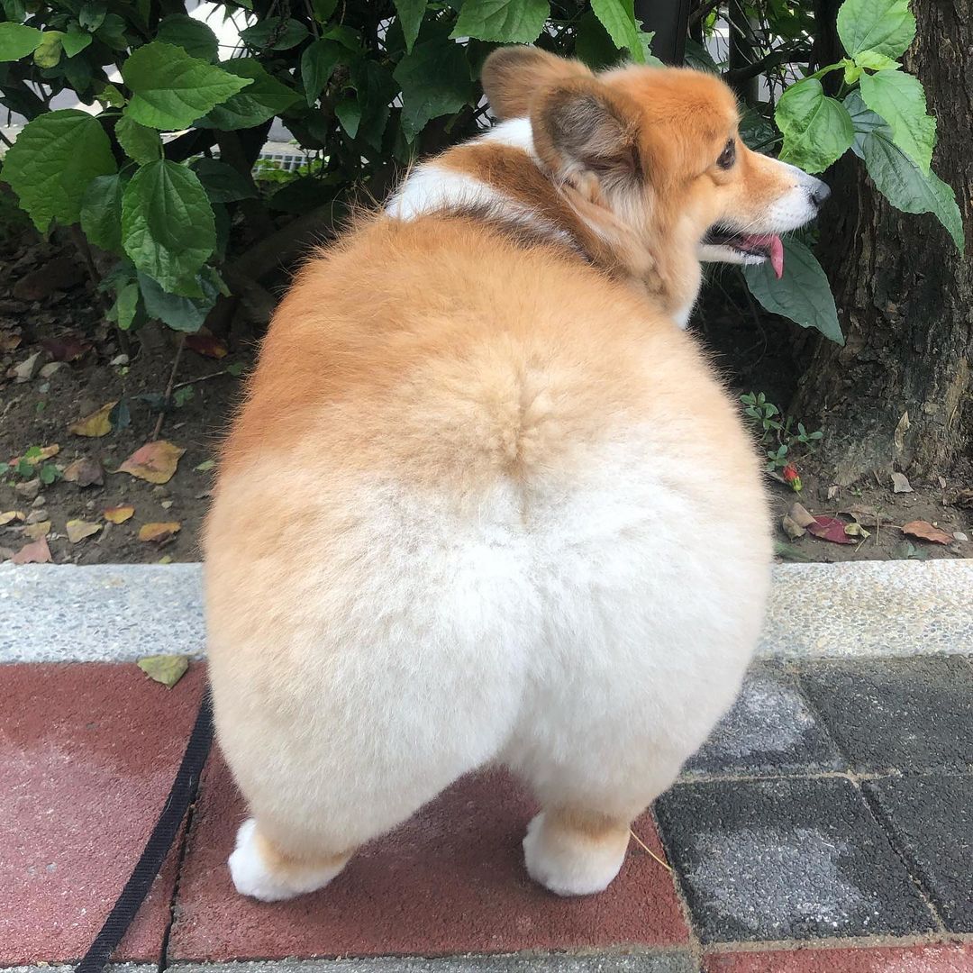 Does my butt look fat? Funny dog picture