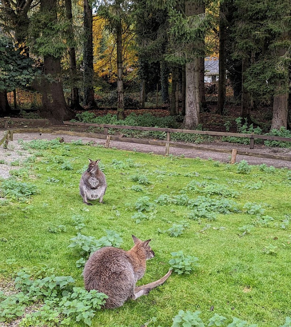 Thorp Perrow Wallabies